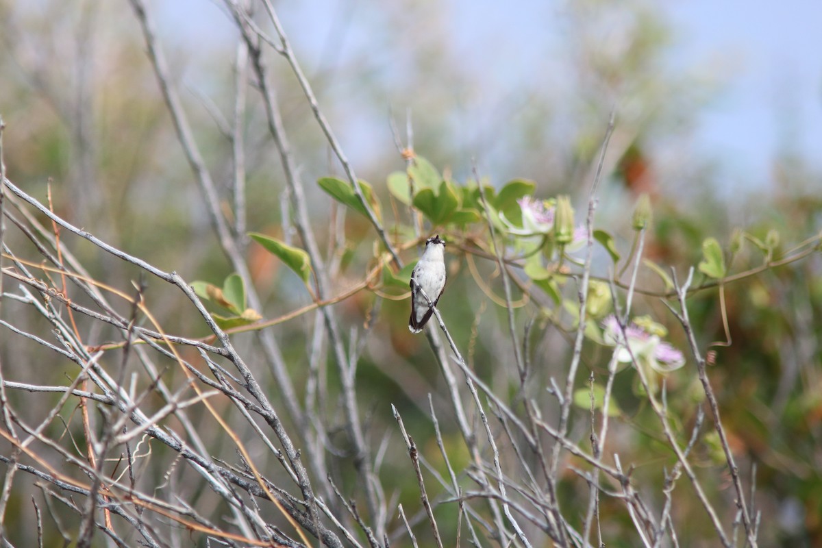Bee Hummingbird - ML206846161