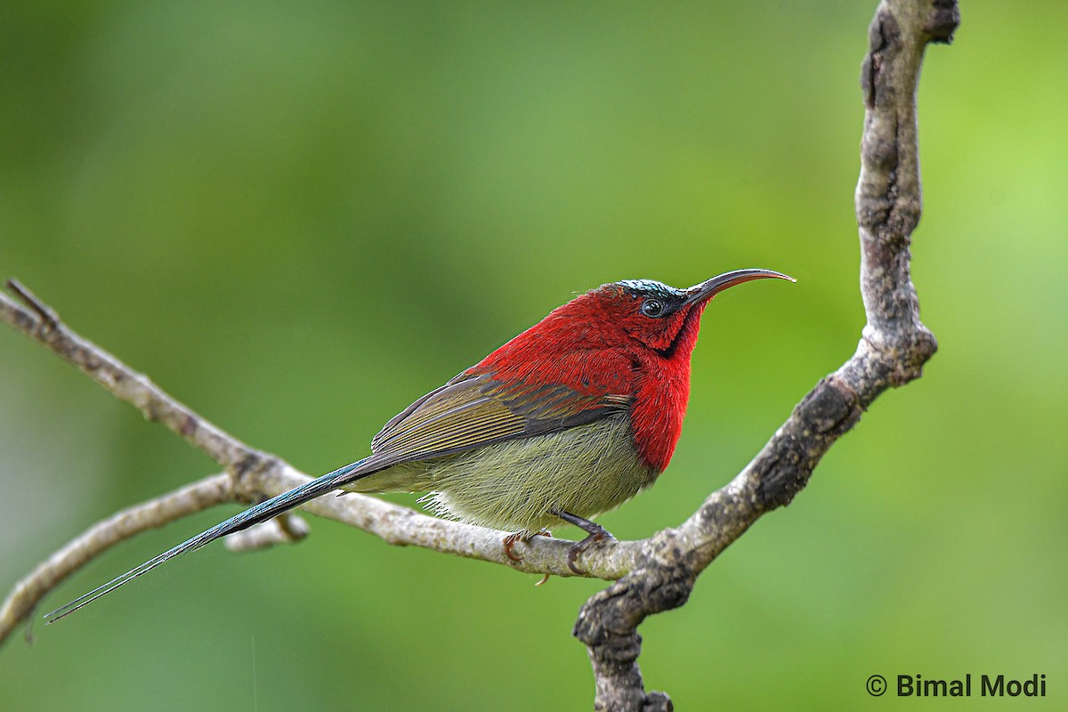 Crimson Sunbird - ML206847881