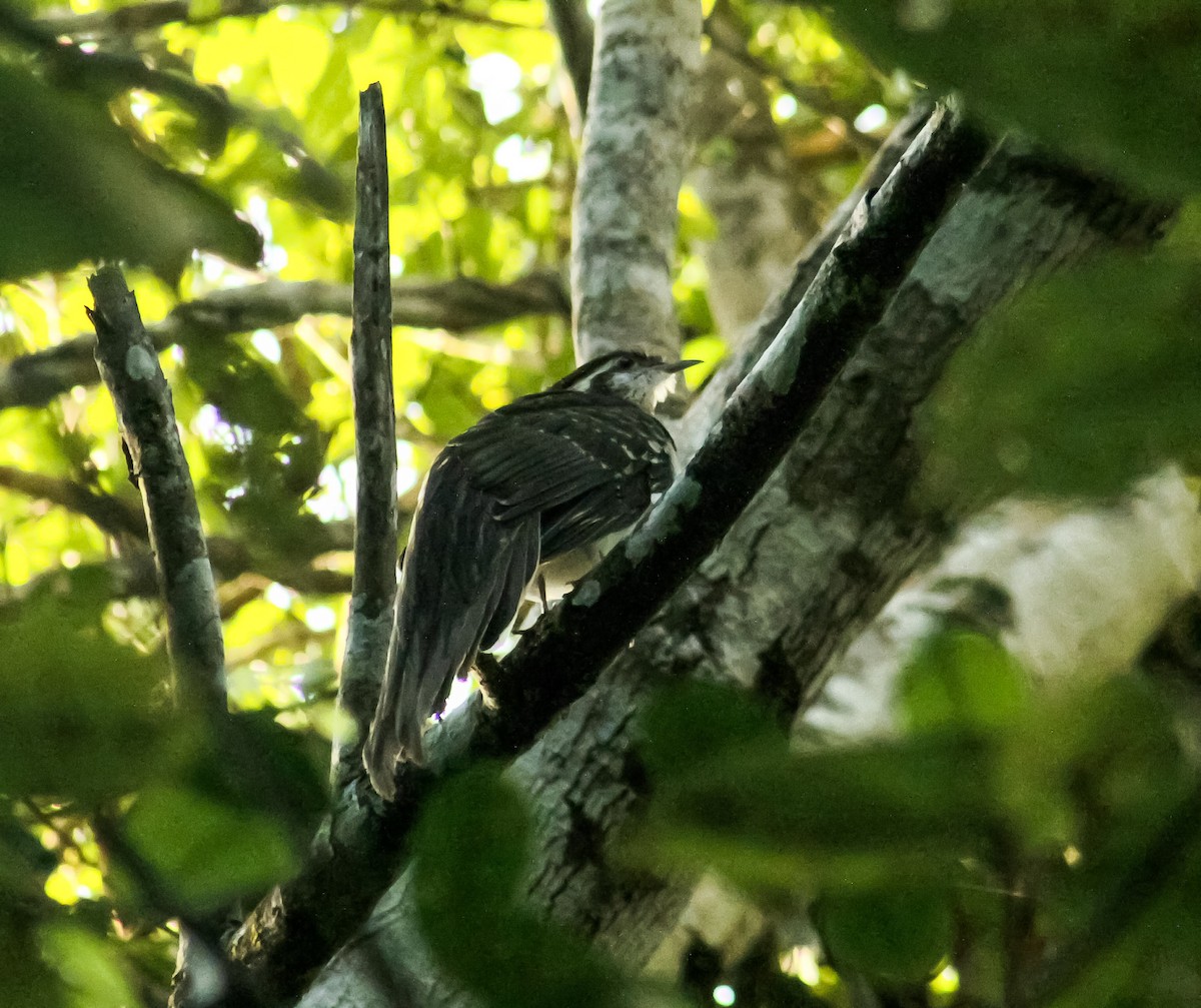 kukačka klínoocasá - ML206848101