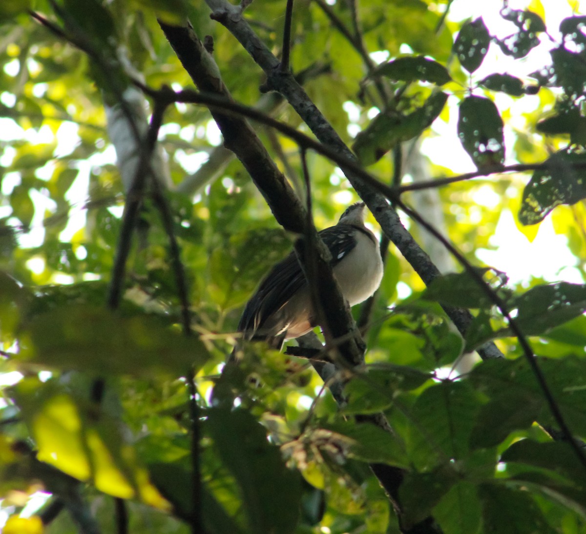 Pheasant Cuckoo - ML206848151