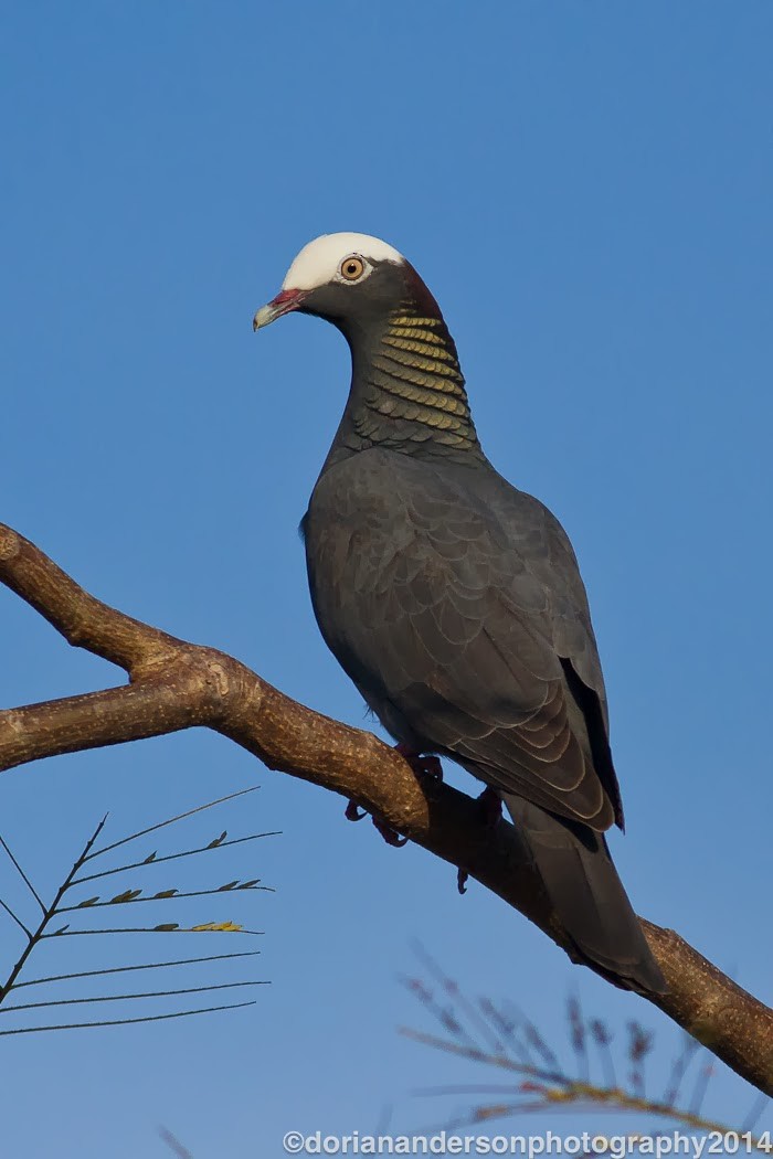 White-crowned Pigeon - ML20684981