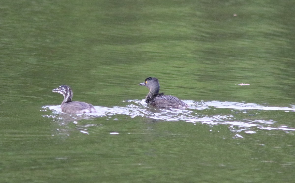 Least Grebe - ML206850901