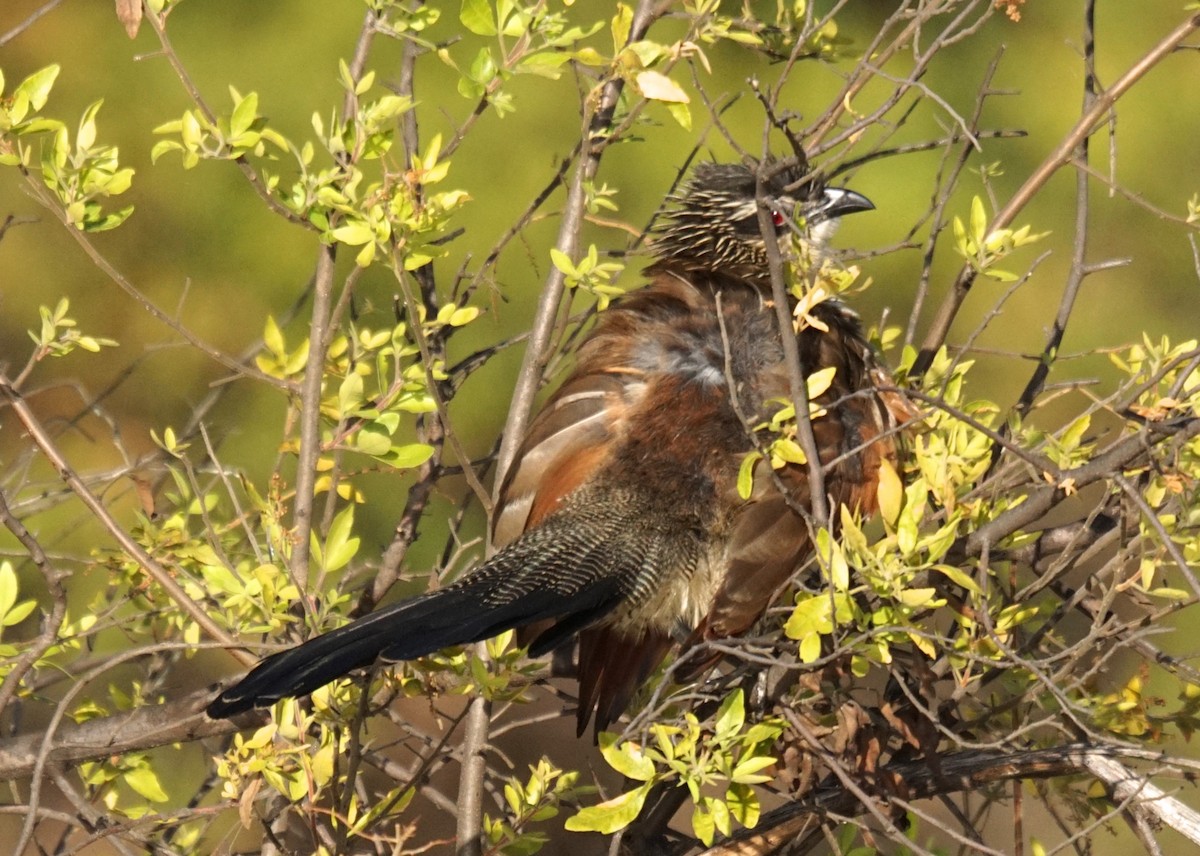 Coucal à sourcils blancs ou C. de Burchell - ML206851341