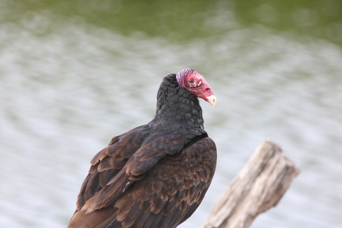 Turkey Vulture - ML206851541