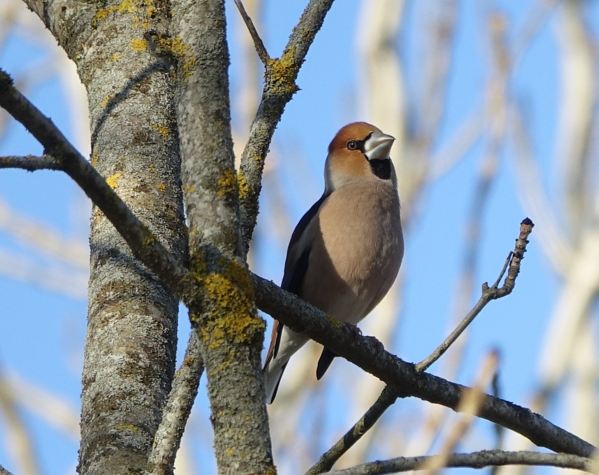 Hawfinch - ML206852451