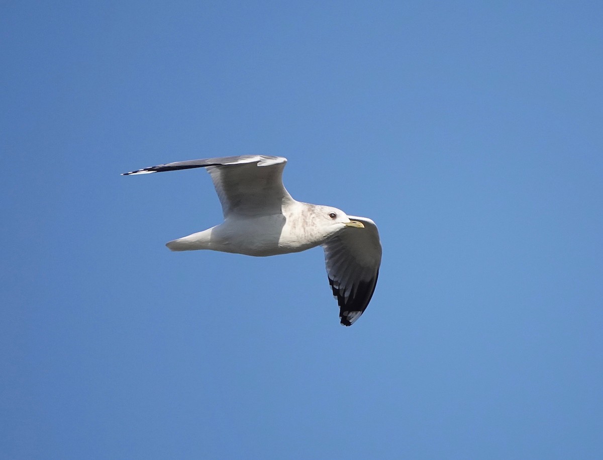 Short-billed Gull - ML206852981