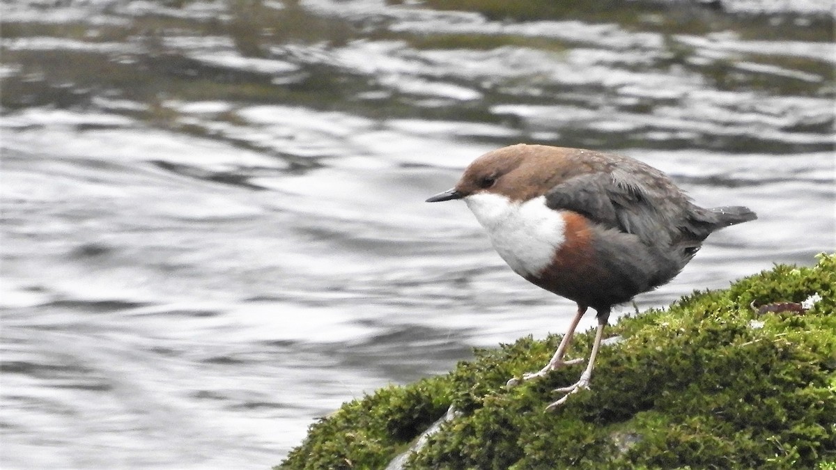 White-throated Dipper - Andy  Woodward