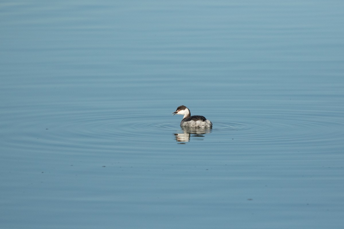 Horned Grebe - Ronan Nicholson