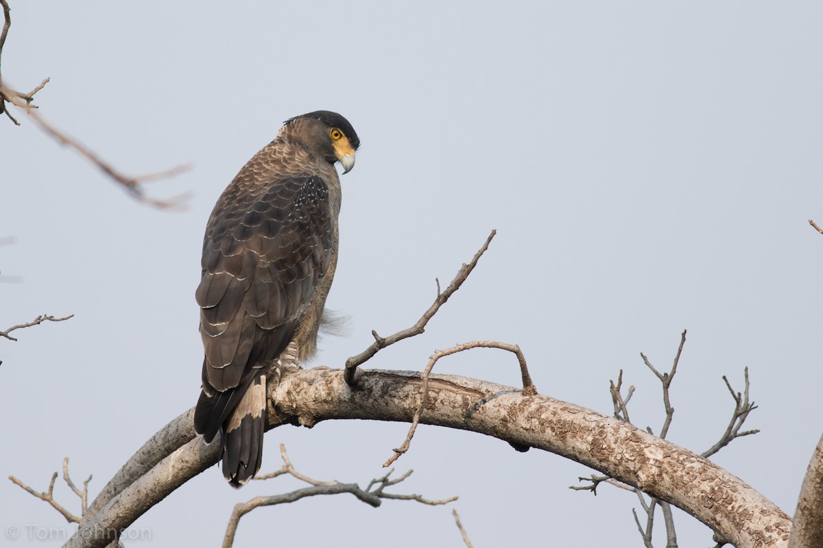 Crested Serpent-Eagle - ML206855461