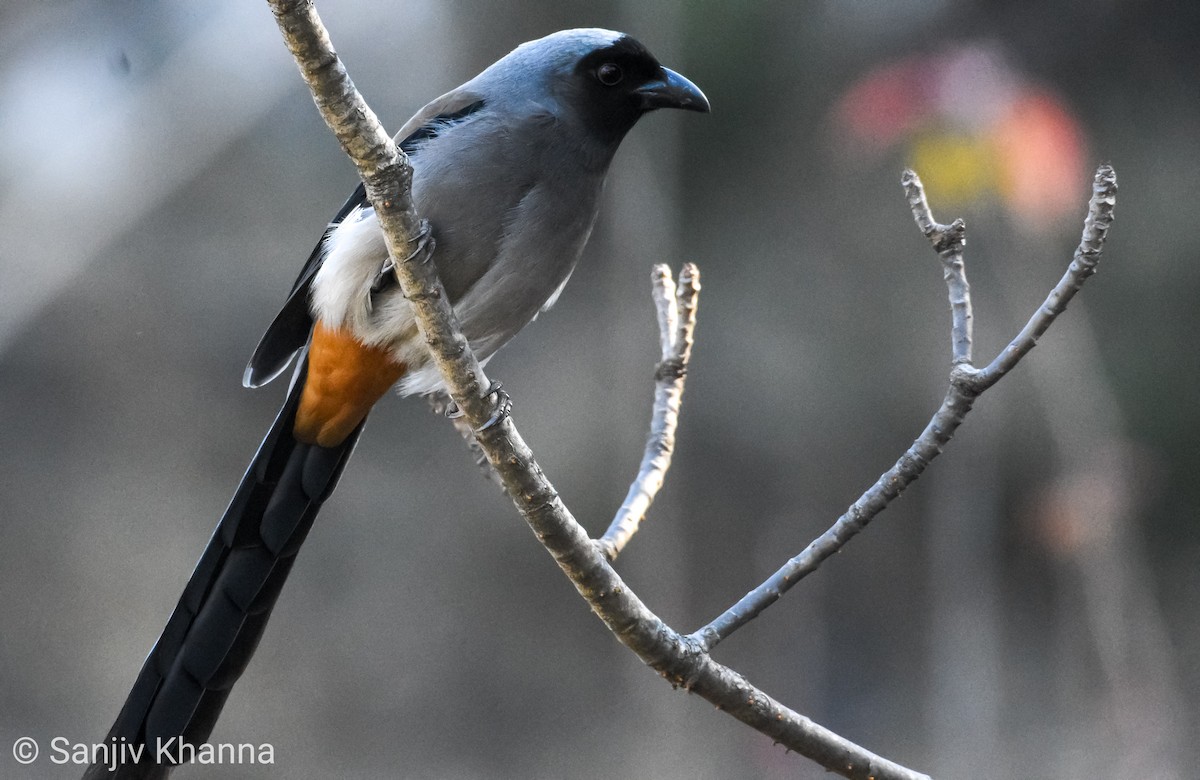 Gray Treepie - Sanjiv Khanna