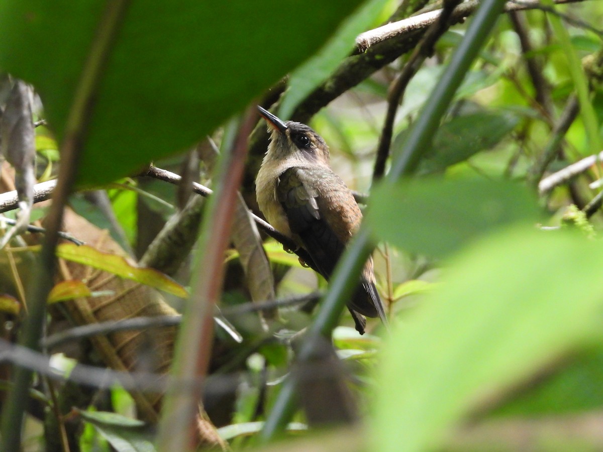 Great-billed Hermit - ML206859631