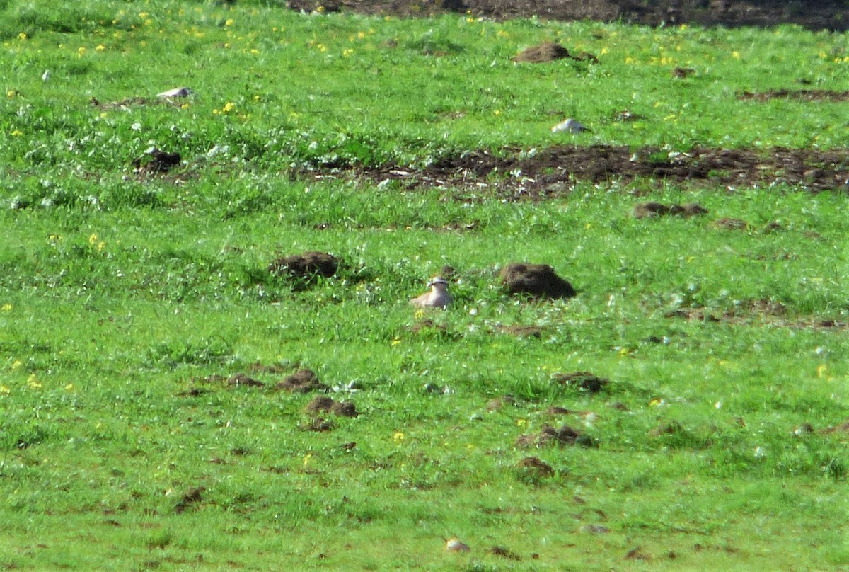 Sociable Lapwing - ML206859701