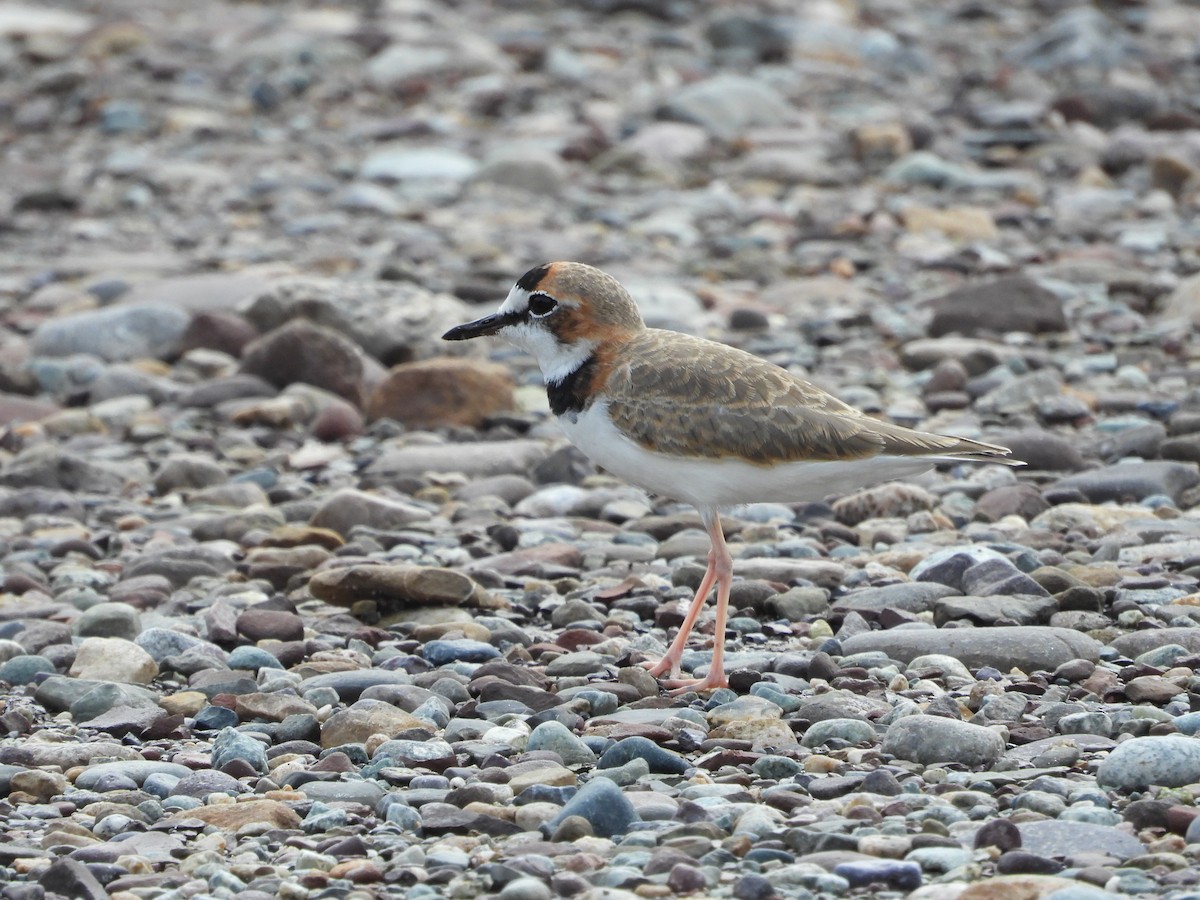 Collared Plover - ML206859771