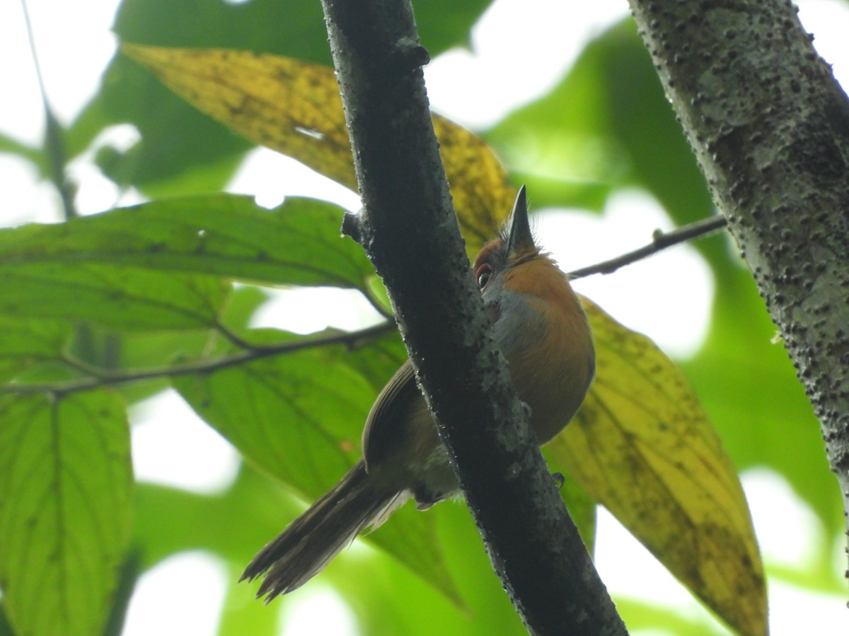 Rufous-capped Nunlet - ML206860471