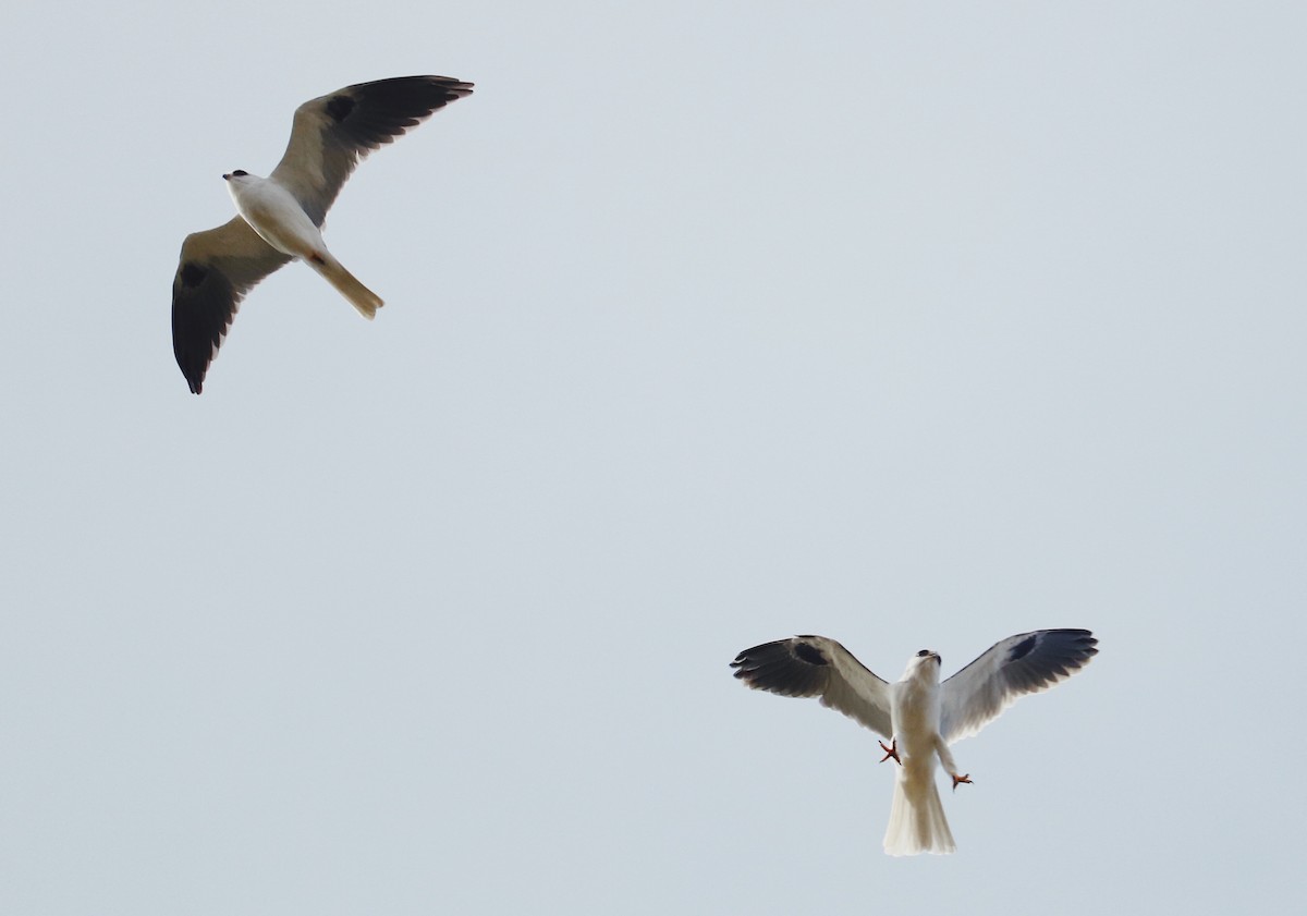 White-tailed Kite - ML206860691