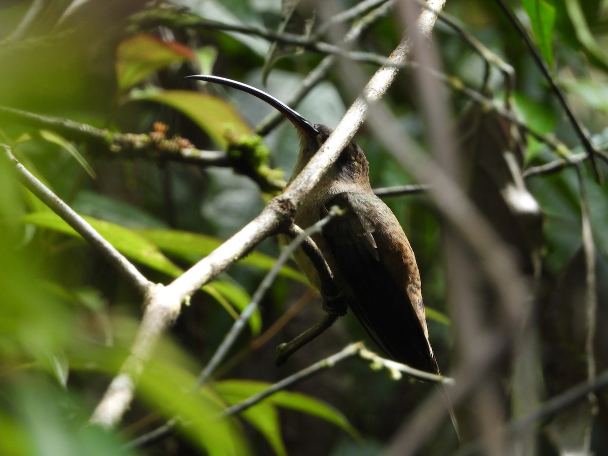 Большеклювый колибри-отшельник - ML206861091