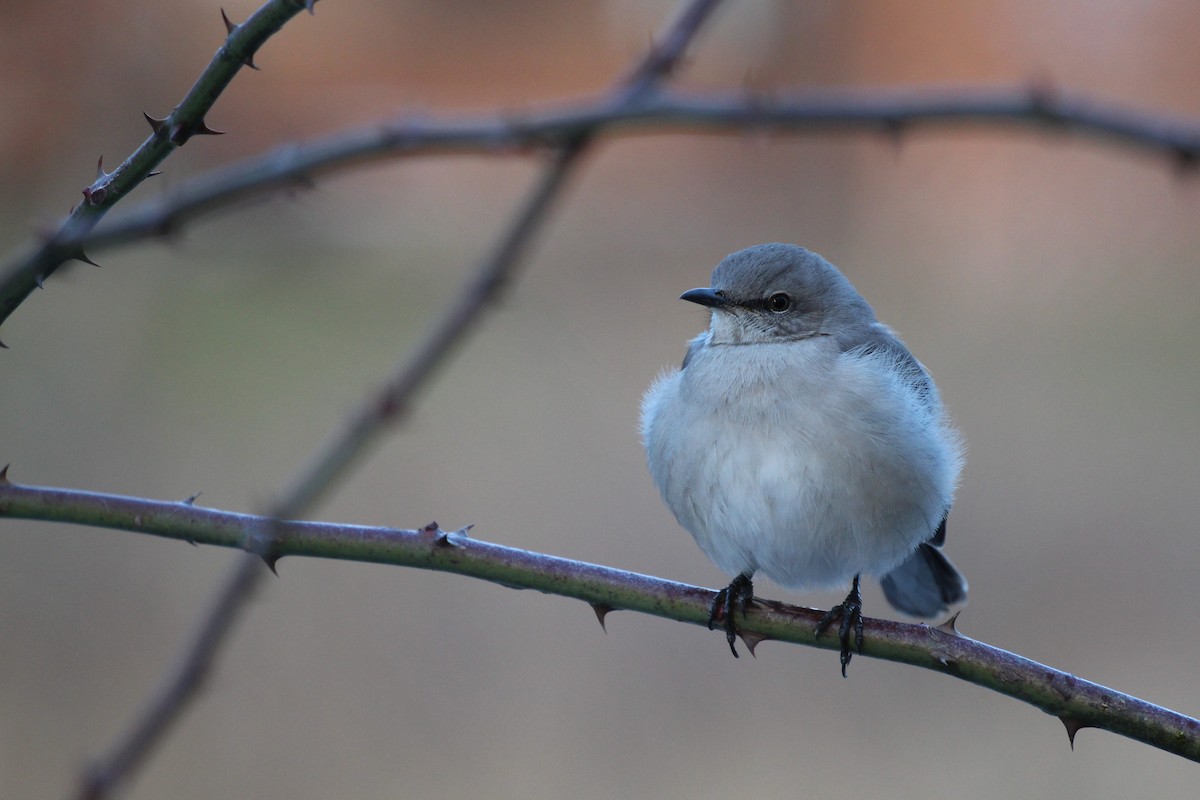 Northern Mockingbird - Adit Nehra