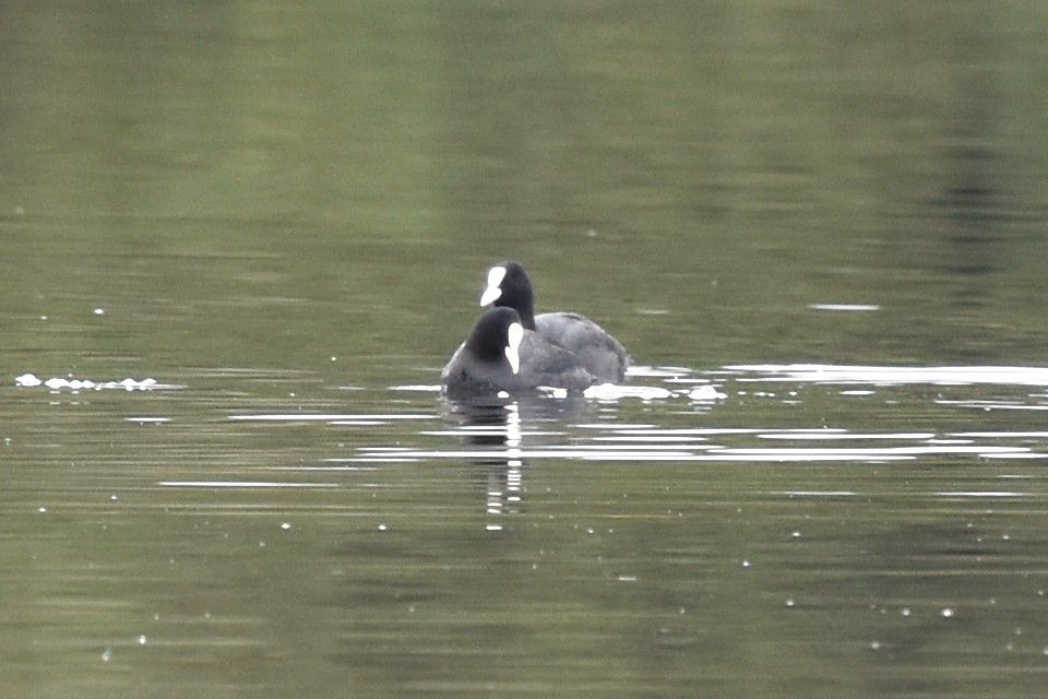 Eurasian Coot - ML206862681