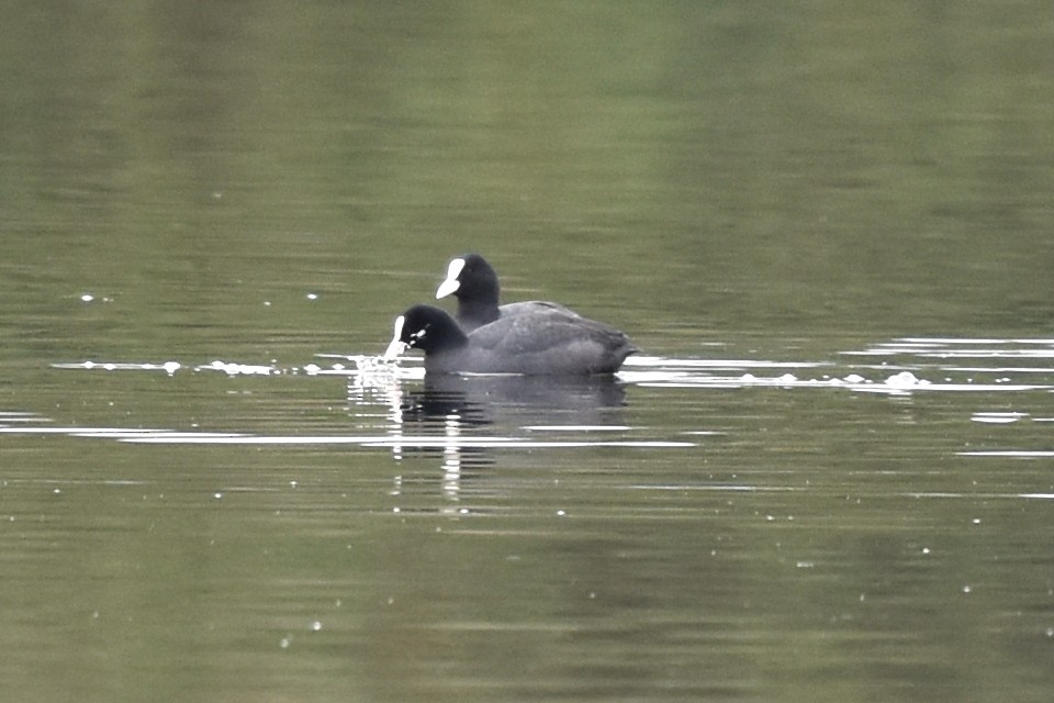 Eurasian Coot - ML206862691