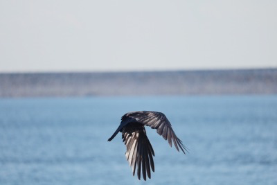 American Crow - ML206862851