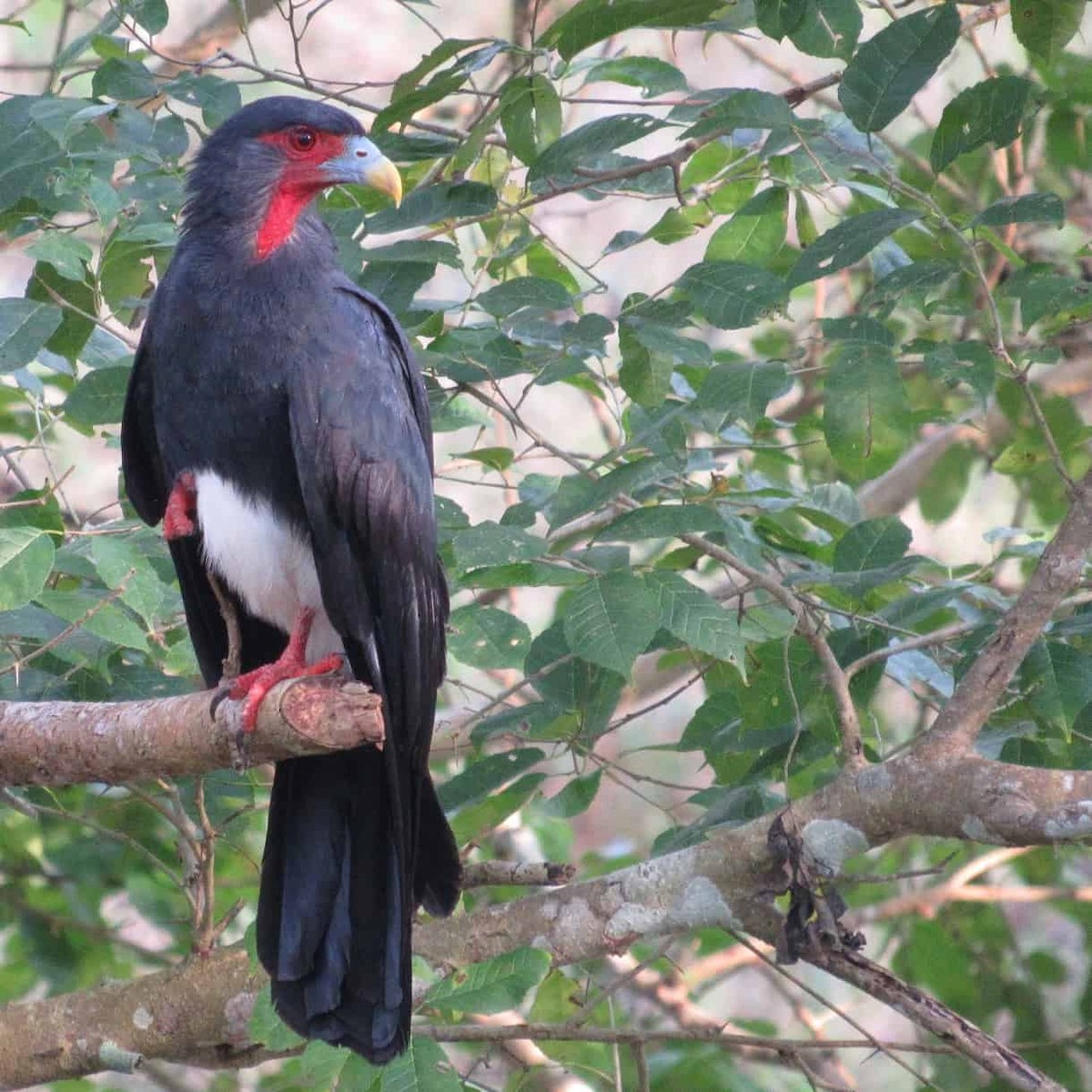 Red-throated Caracara - Isa Navarro G