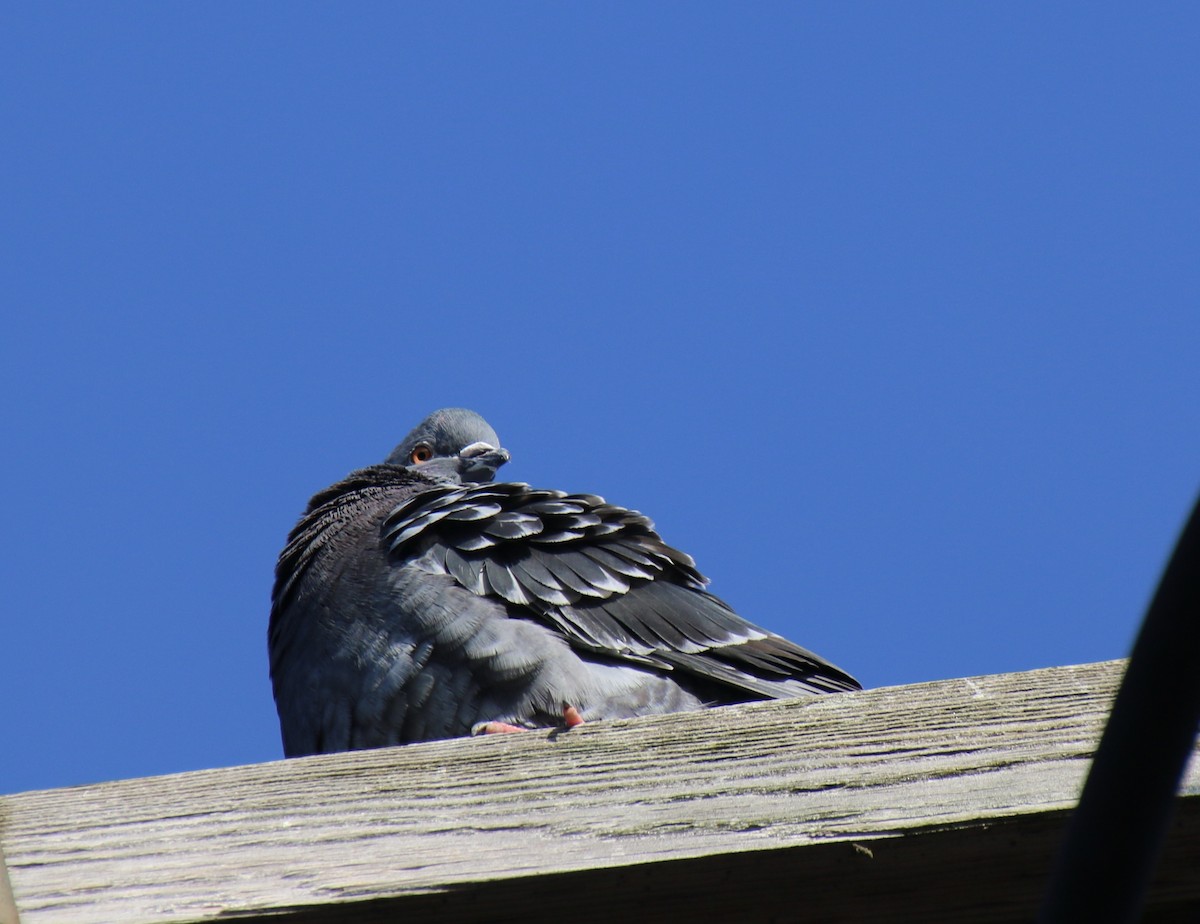 Rock Pigeon (Feral Pigeon) - ML206863371