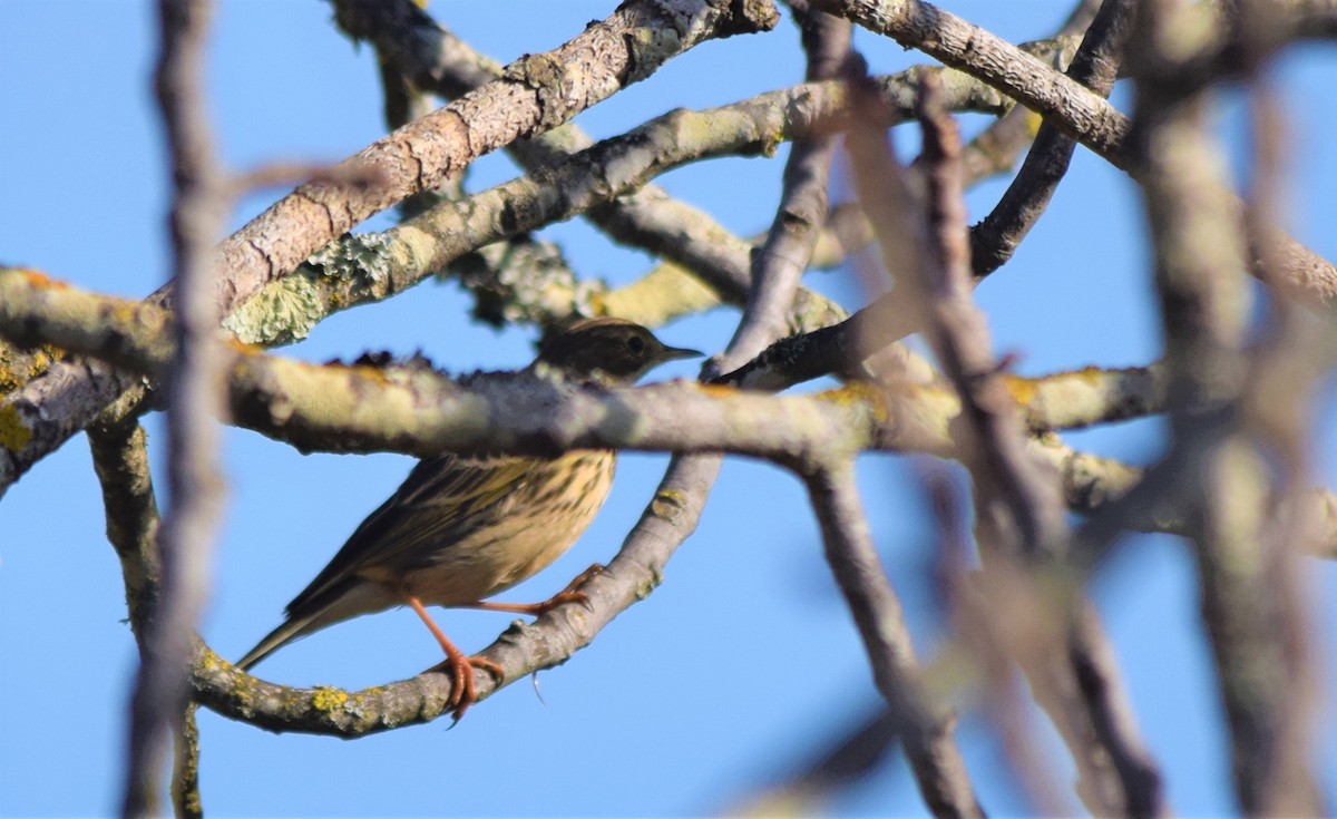Meadow Pipit - ML206863971