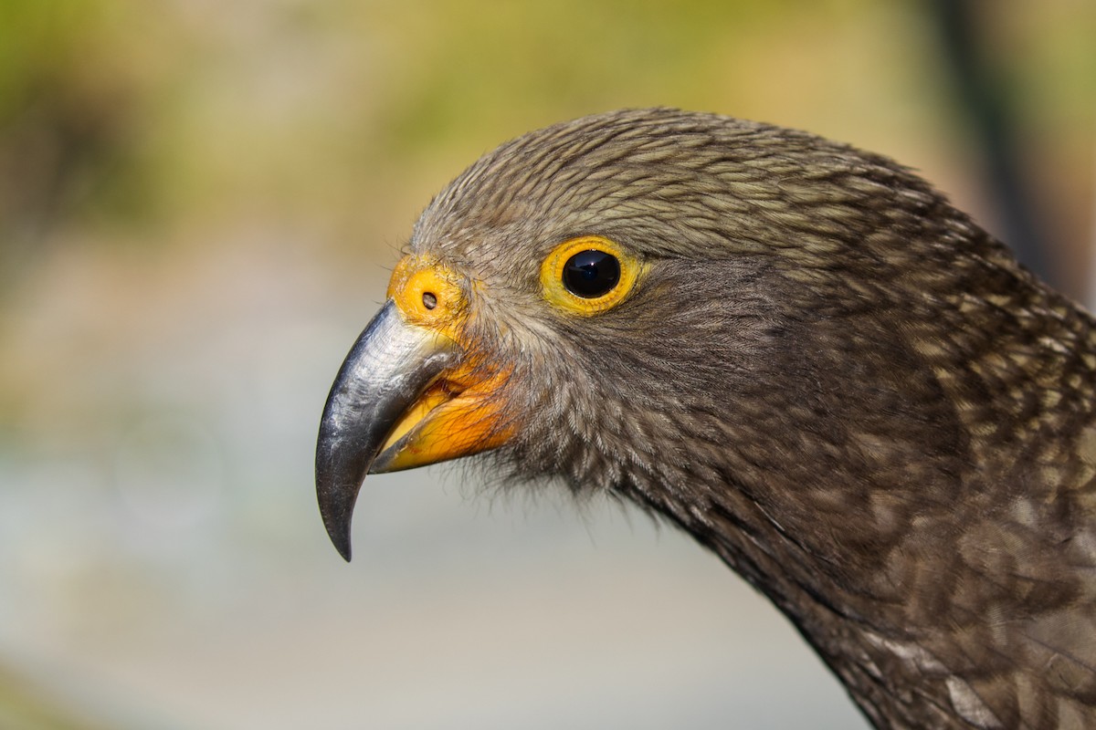 Kea - ML206864031