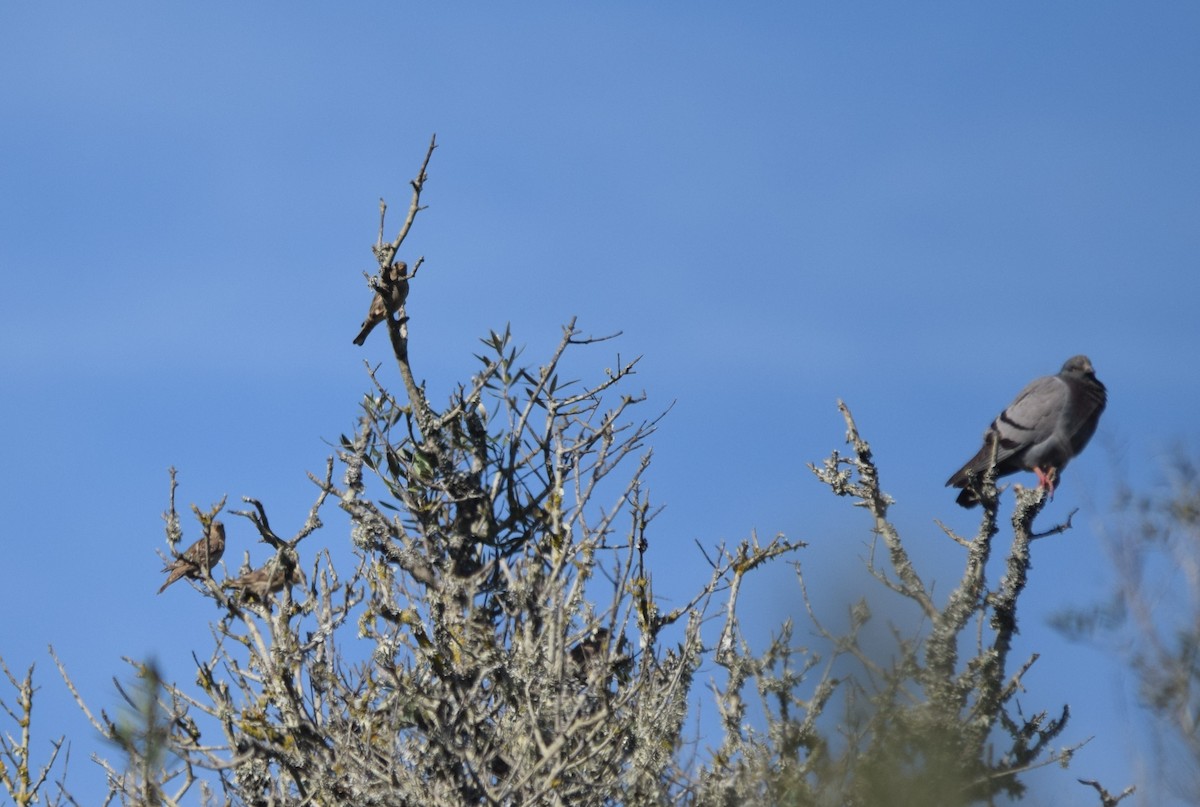 Rock Sparrow - ML206864201