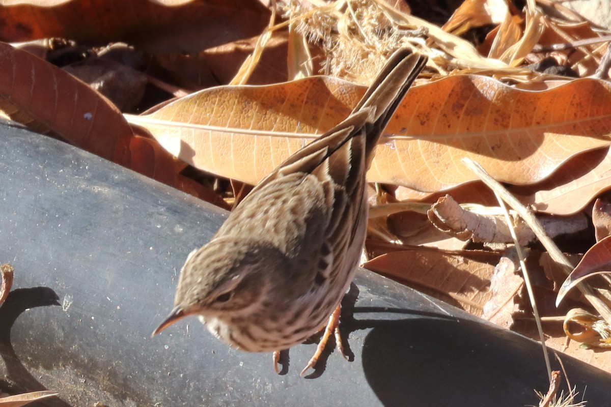 Berthelot's Pipit - ML206864641