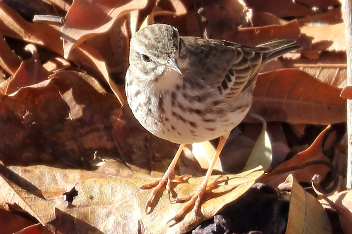 Berthelot's Pipit - ML206864681