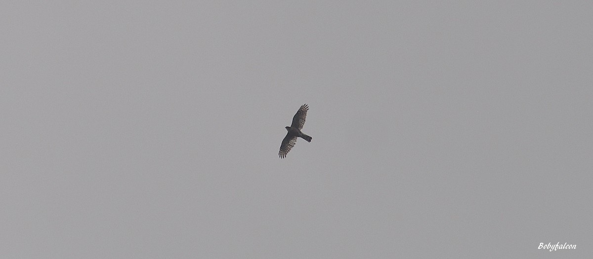 Sharp-shinned Hawk - Roberto Amaya