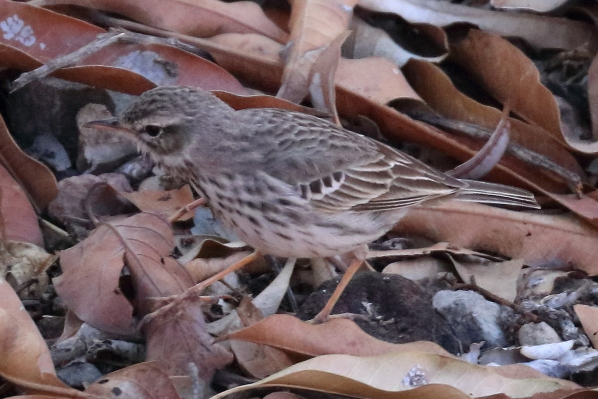 Berthelot's Pipit - ML206864711
