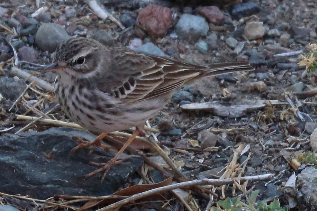 Berthelot's Pipit - ML206864721