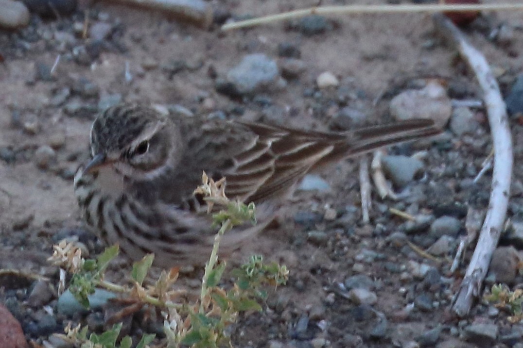 Berthelot's Pipit - ML206864761