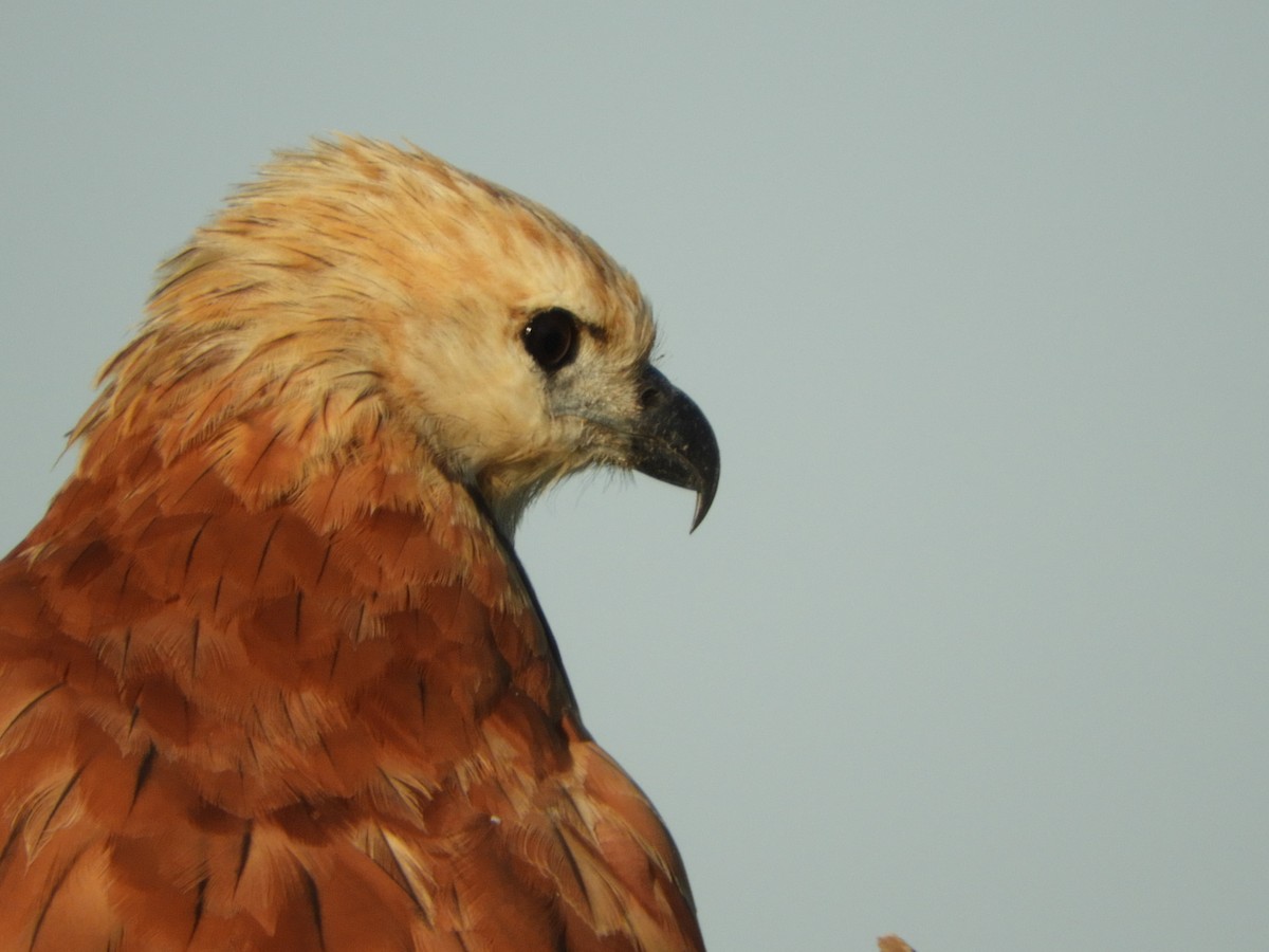 Black-collared Hawk - ML206864831