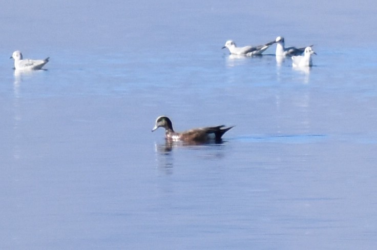 American Wigeon - ML206865631