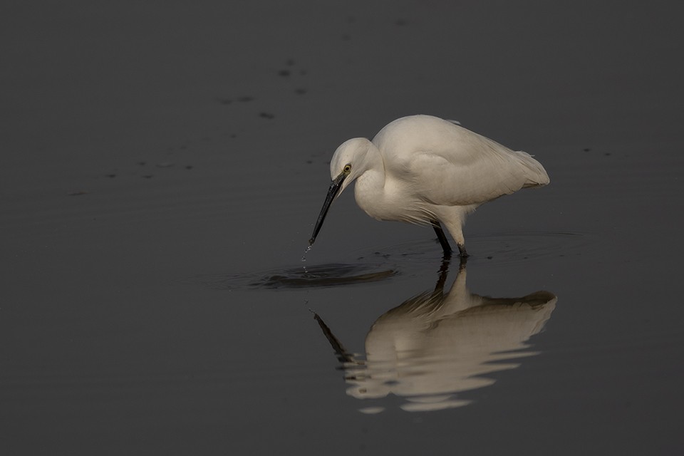 Little Egret - ML206866021