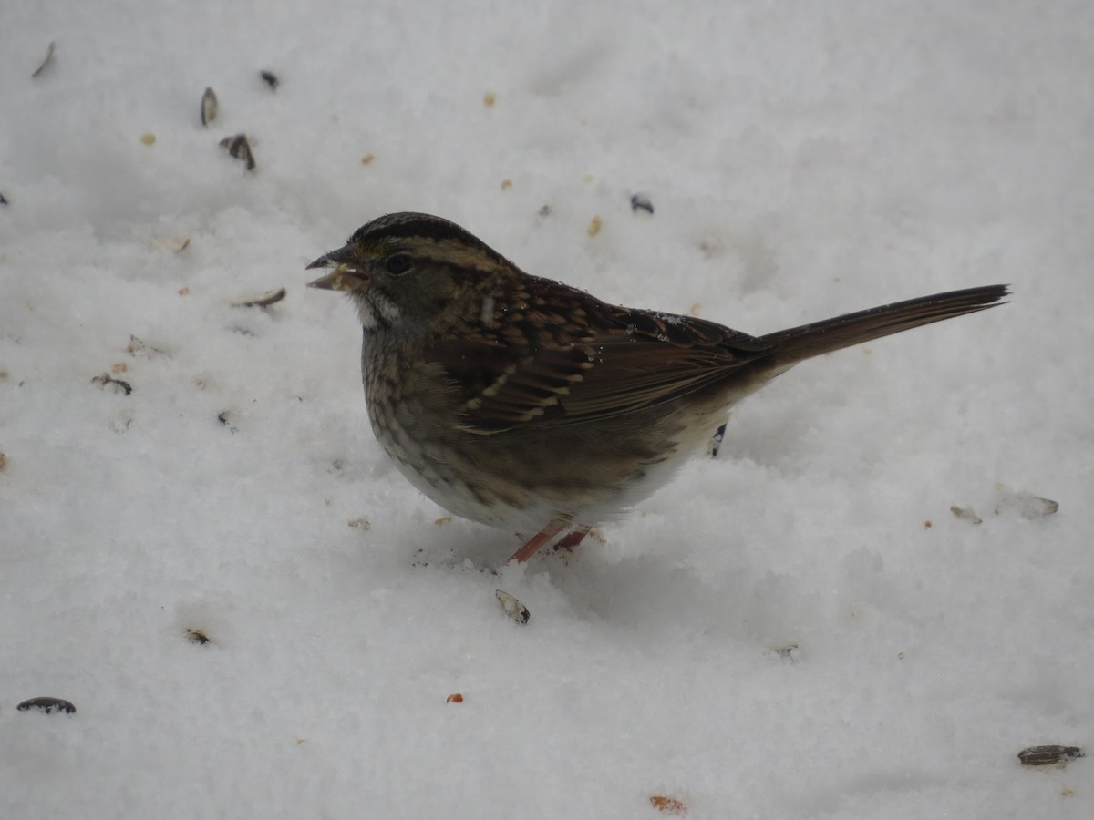 White-throated Sparrow - ML206866191