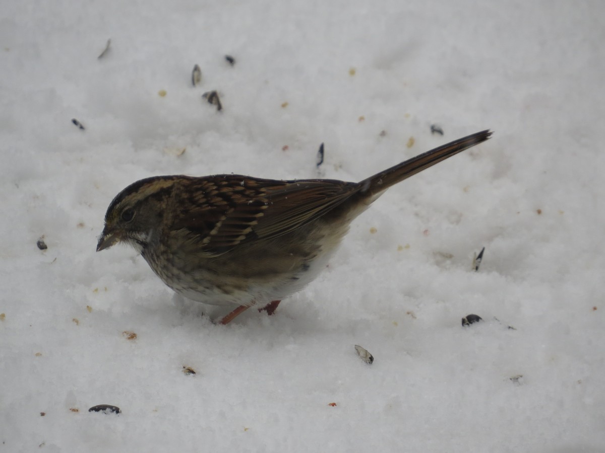 White-throated Sparrow - ML206866201