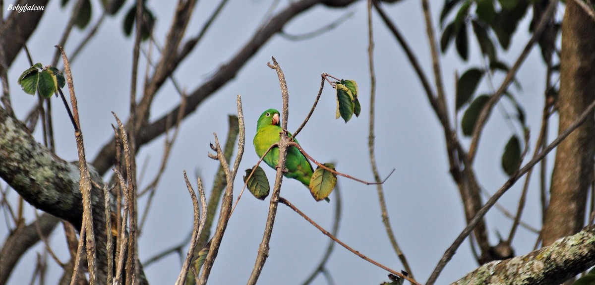 Orange-chinned Parakeet - Roberto Amaya