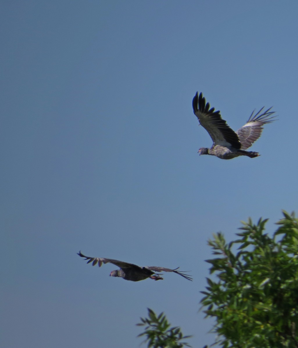 Southern Screamer - ML206867801