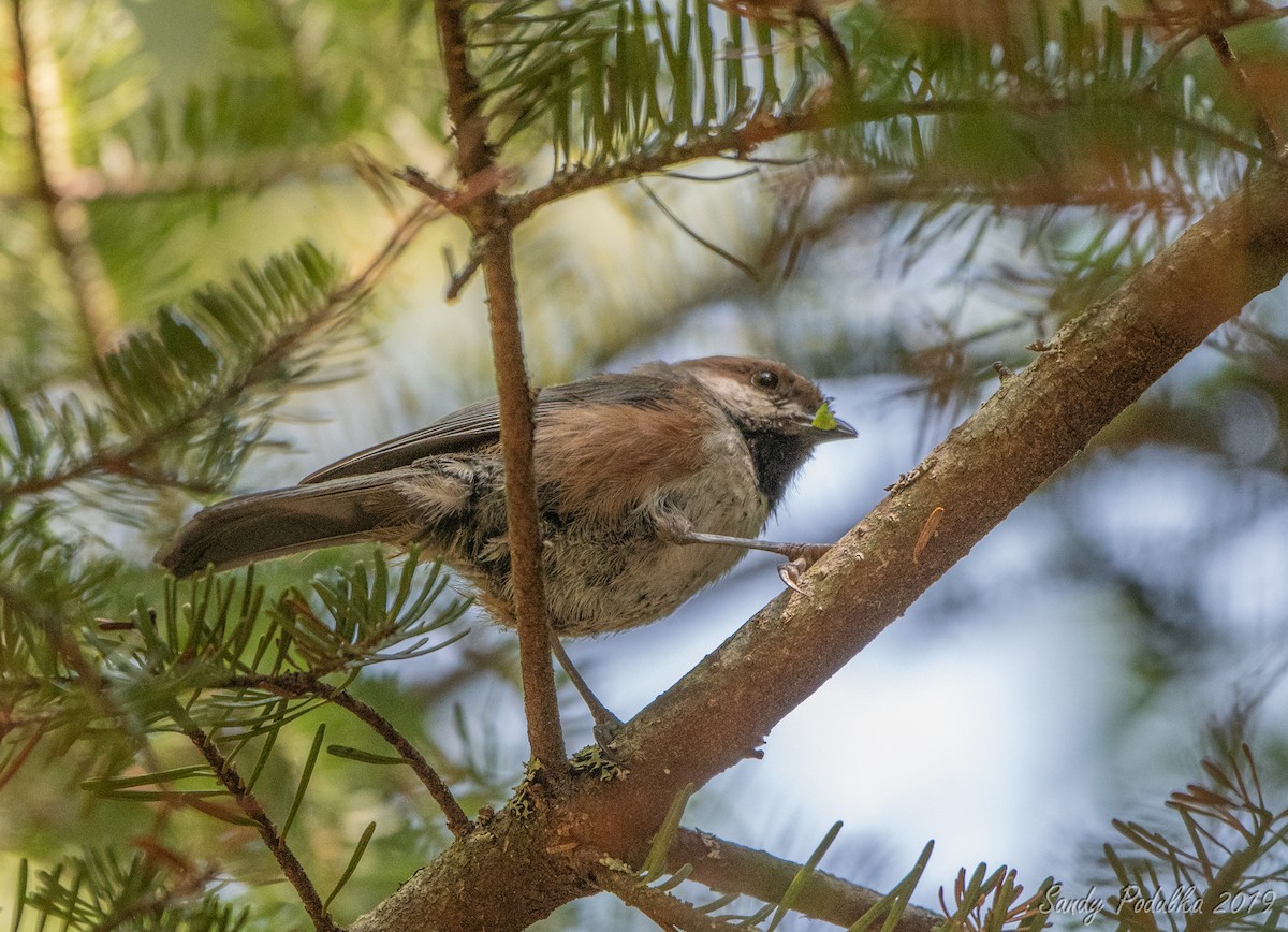 Boreal Chickadee - ML206868131