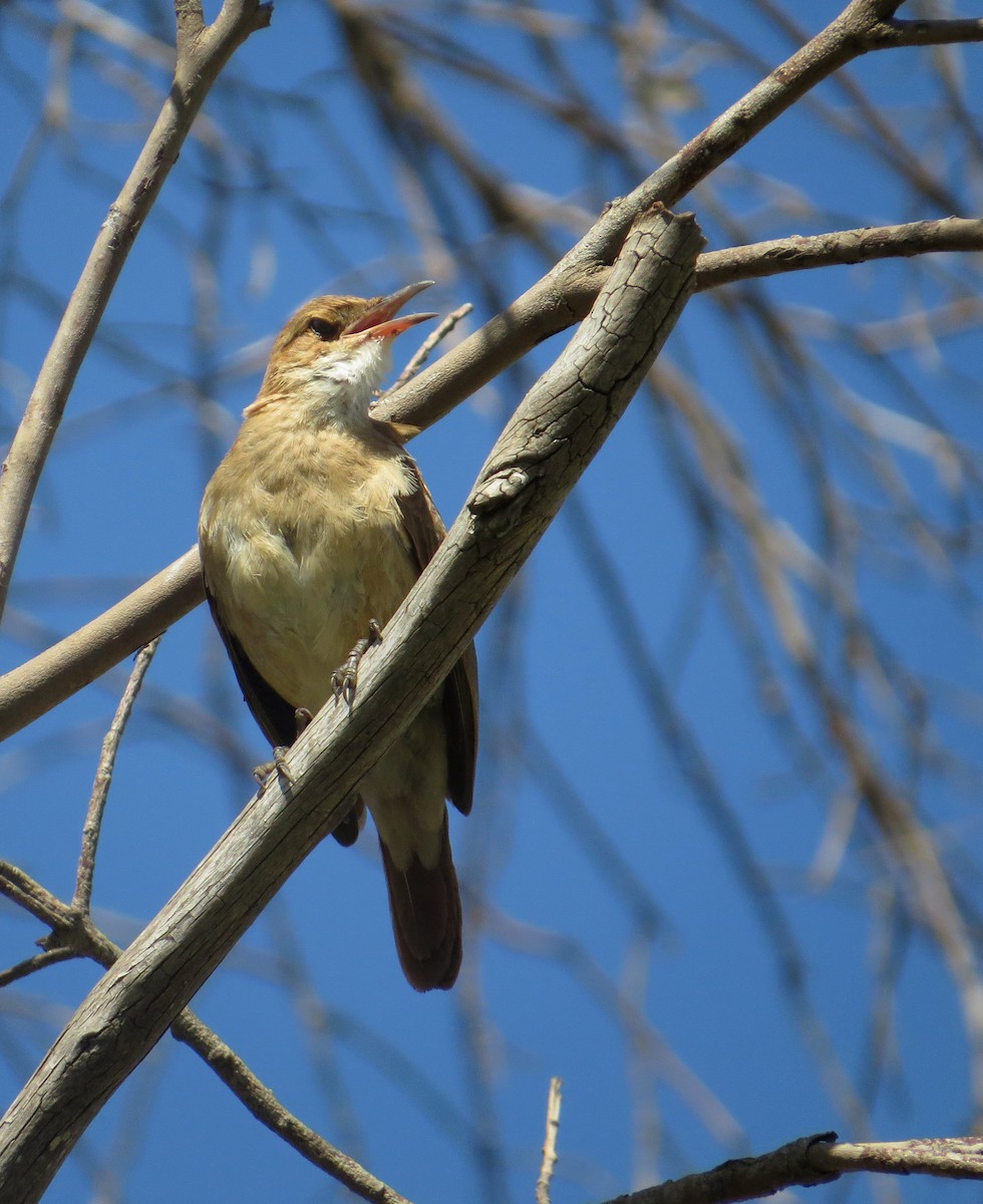 Rufous Hornero - ML206868181