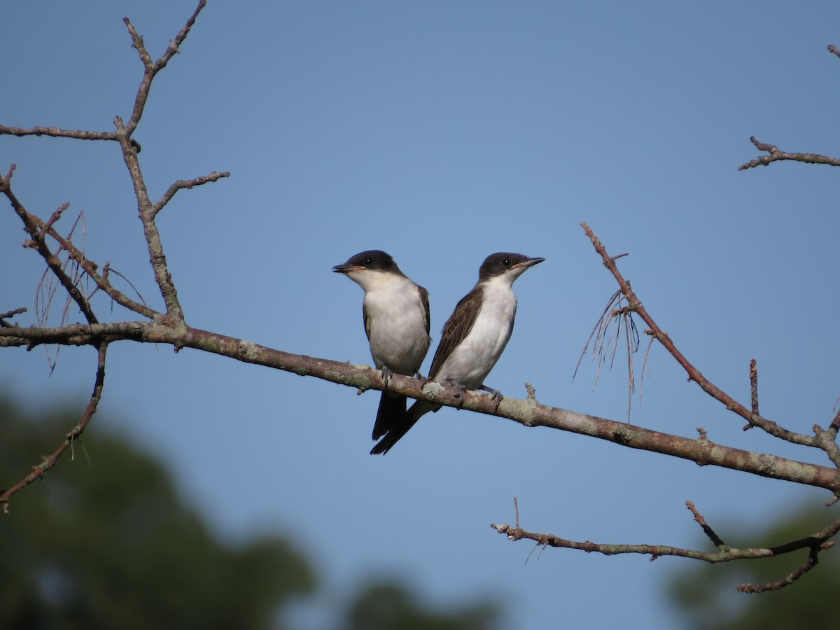 Fork-tailed Flycatcher - ML206868321