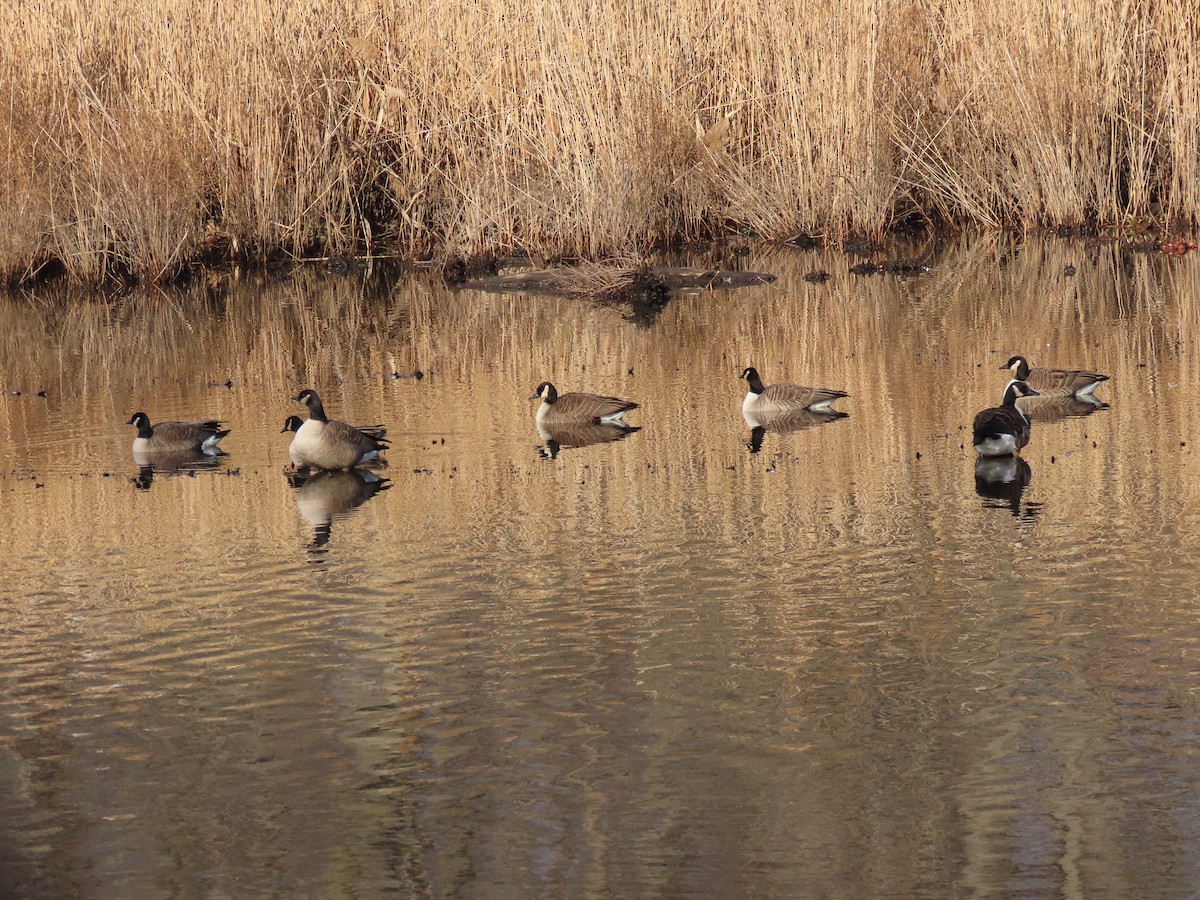Канад галуу - ML206869551