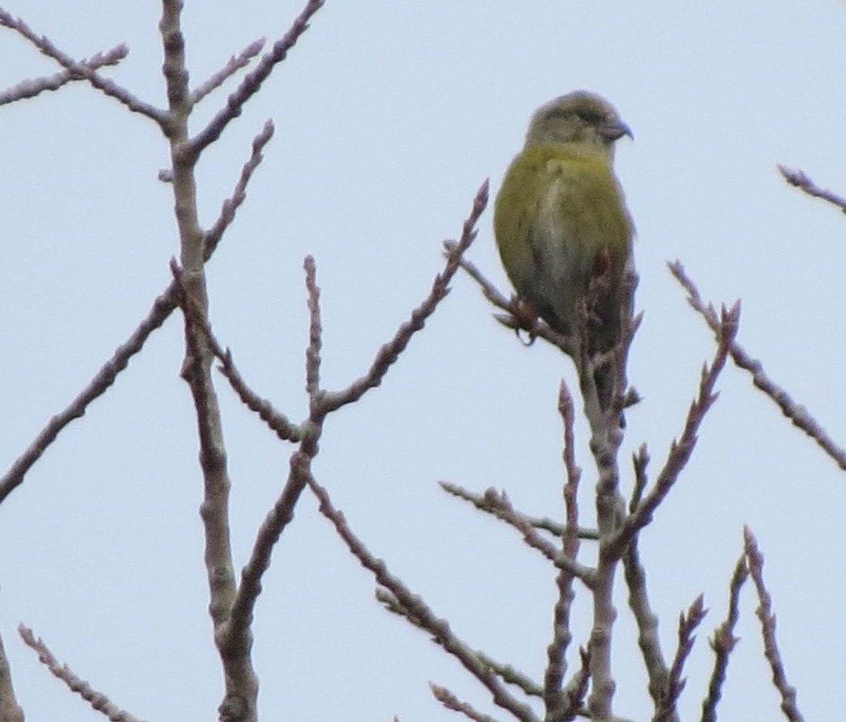 Red Crossbill - ML206876521