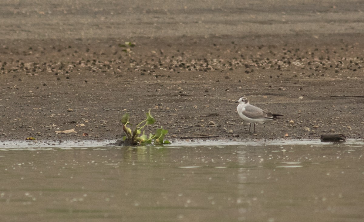 Franklin's Gull - ML206877681