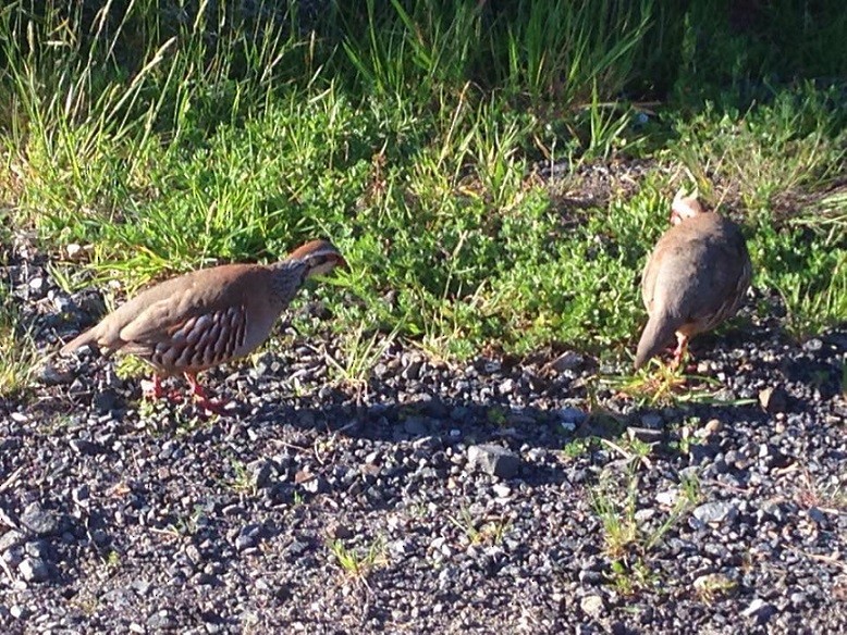 Red-legged Partridge - ML20687851