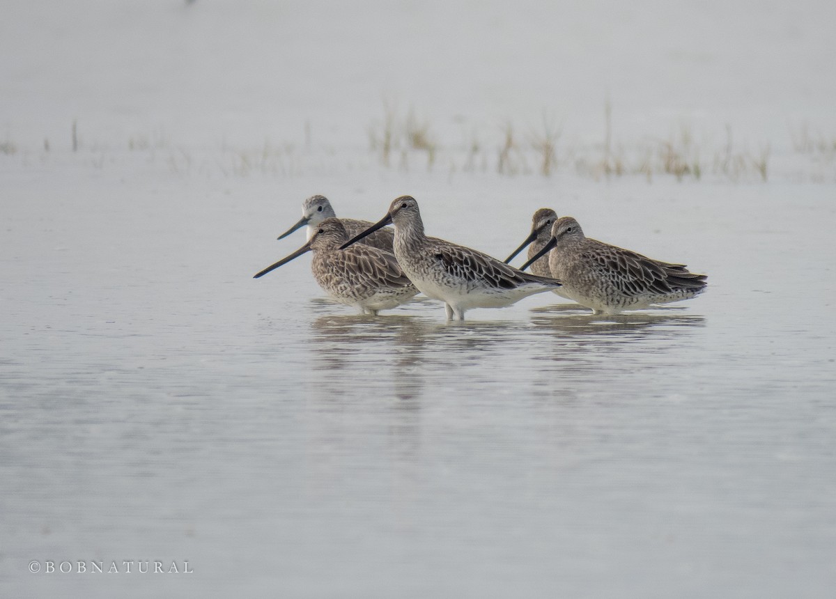 Asian Dowitcher - Bob Natural